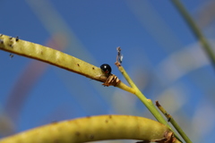 Parexochomus nigromaculatus