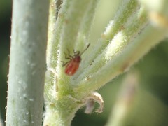 Lygaeus kalmii