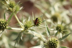 Adelphocoris vandalicus