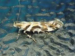 Aristotelia devexella