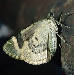 Chloroclysta siterata