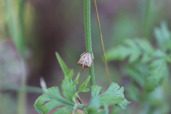 Ancyrosoma leucogrammes