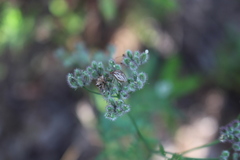 Ancyrosoma leucogrammes