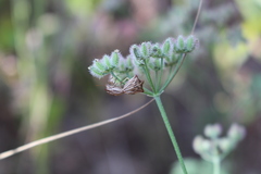 Ancyrosoma leucogrammes