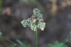 Ancyrosoma leucogrammes