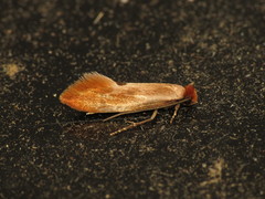 Tinea semifulvella