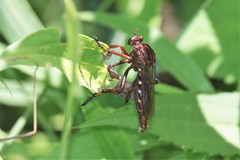 Diogmites basalis