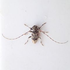 Leiopus femoratus