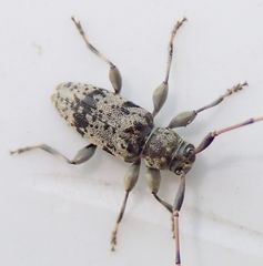 Leiopus femoratus