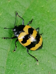 Oligocorynus