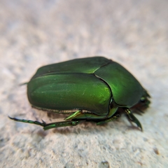 Cotinis mutabilis