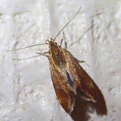 Metalampra