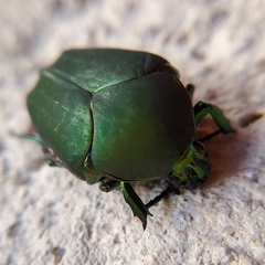 Cotinis mutabilis