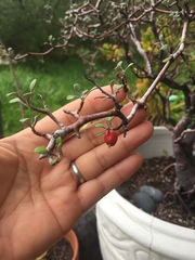 Corokia cotoneaster