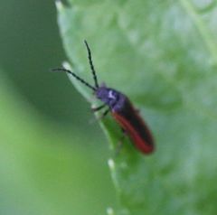 Omalisus fontisbellaquei