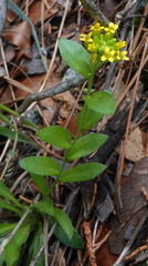 Draba petrophila
