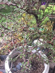 Corokia cotoneaster