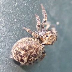 Pseudeuophrys lanigera