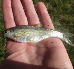 Alburnoides bipunctatus