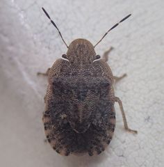 Sciocoris