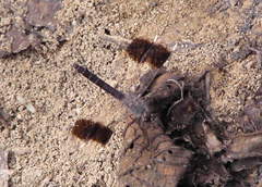 Brachythemis leucosticta