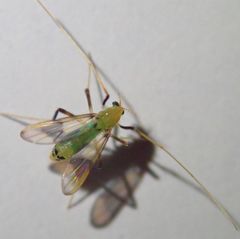 Stenochironomus gibbus