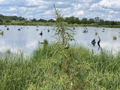 Amaranthus cannabinus
