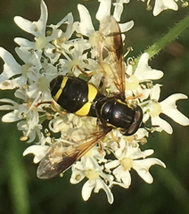 Chrysotoxum bicinctum