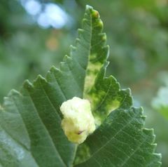 Tetraneura caerulescens