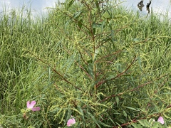Amaranthus cannabinus