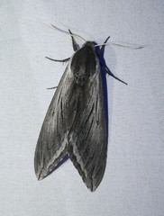 Sphinx perelegans