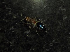 Ephucilla poonaensis