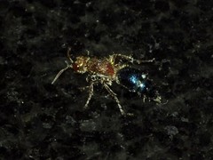 Ephucilla poonaensis