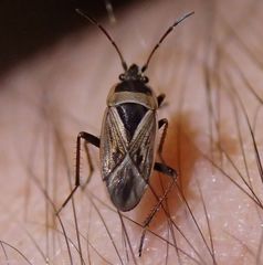 Xanthochilus quadratus