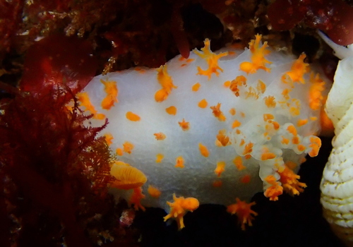 Modest Clown Dorid
