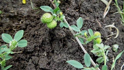 Medicago granadensis