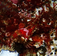 Artedius harringtoni