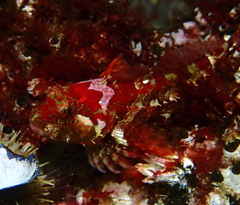 Artedius harringtoni