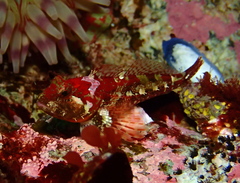 Artedius harringtoni