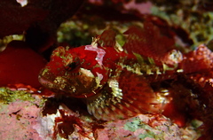 Artedius harringtoni