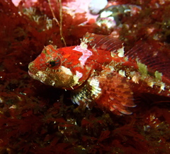 Artedius harringtoni