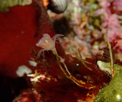 Tubulariidae
