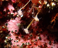 Tubulariidae