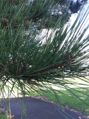 Pinus tabuliformis
