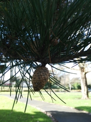 Pinus tabuliformis