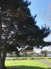 Pinus tabuliformis