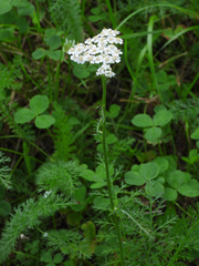 Achillea millefolium