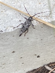 Graphisurus fasciatus