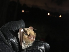 Seminole Bat photo 5