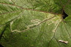 Phytomyza lappae